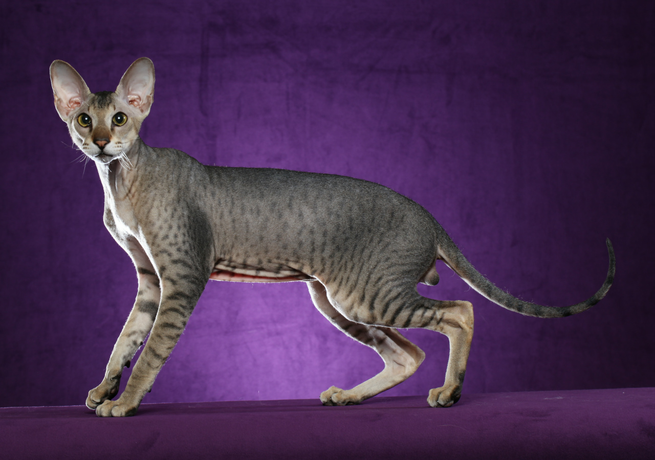 Peterbald cat for hot sale sale near me